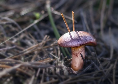 Pochmurno z przelotnym deszczem [POGODA]