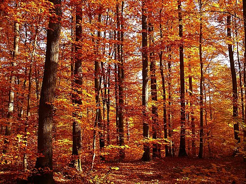 Pochmurno i chłodno, z przelotnym deszczem [POGODA]