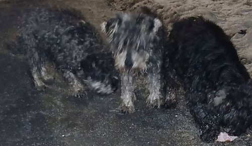 Trwa akcja łapania psów w Dobrczu. Ktoś porzucił je przy drodze!