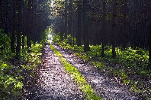 Słoneczne i suche dwie doby w Bydgoszczy [POGODA]