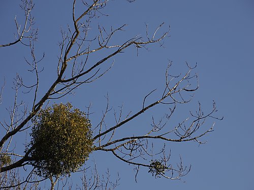 Przeważnie chmurno, miejscami słabe opady — Bydgoszcz [POGODA]