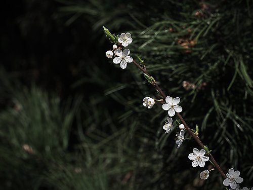 Silny wiatr i chłodna aura w Bydgoszczy [POGODA]