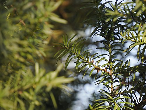 Wiatr i przejaśnienia w Bydgoszczy [POGODA]