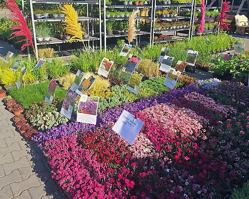 Zielona Majówka w Bydgoszczy! Odbędzie się Wiosenny Kiermasz Ogrodniczy