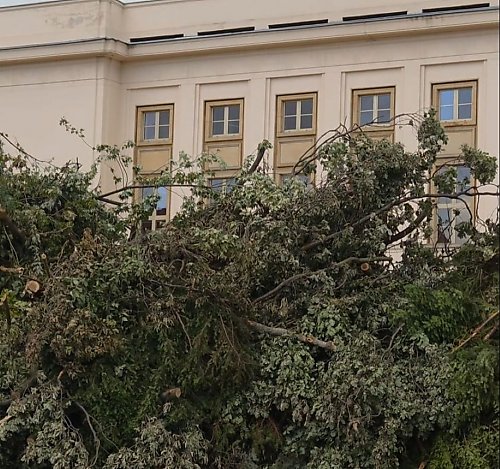 Filharmonia Pomorska bez drzew w pobliżu? Ekolodzy alarmują o wycince