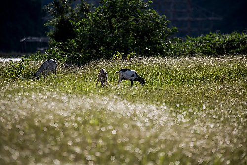 Słonecznie i umiarkowanie ciepło w Bydgoszczy [POGODA]