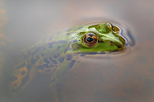 [OKIEM TYGODNIKA] Żabie udka sous vide, czyli menu rządowych pomysłów