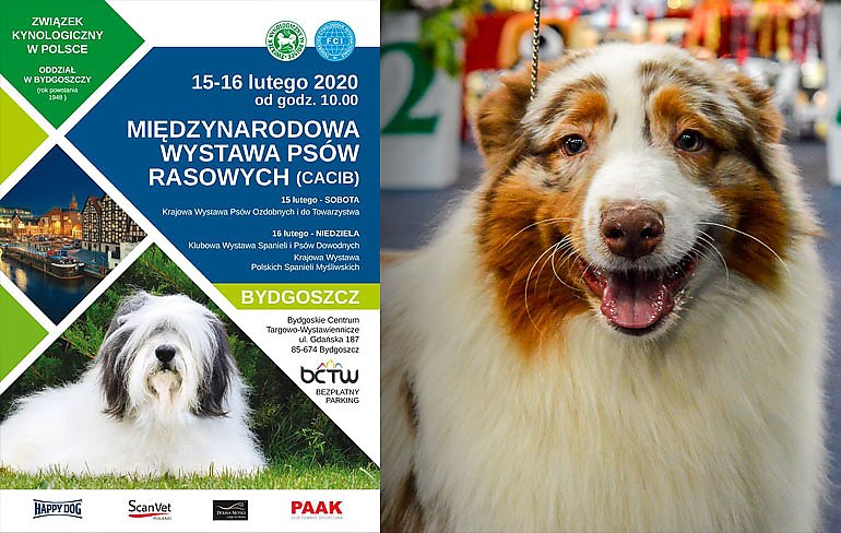 4000 psów 328 ras. Międzynarodowa wystawa w Bydgoszczy