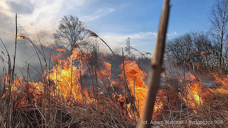 Trwa pożar trzcinowiska w Kruszynie Krajeńskim [ZDJĘCIA]