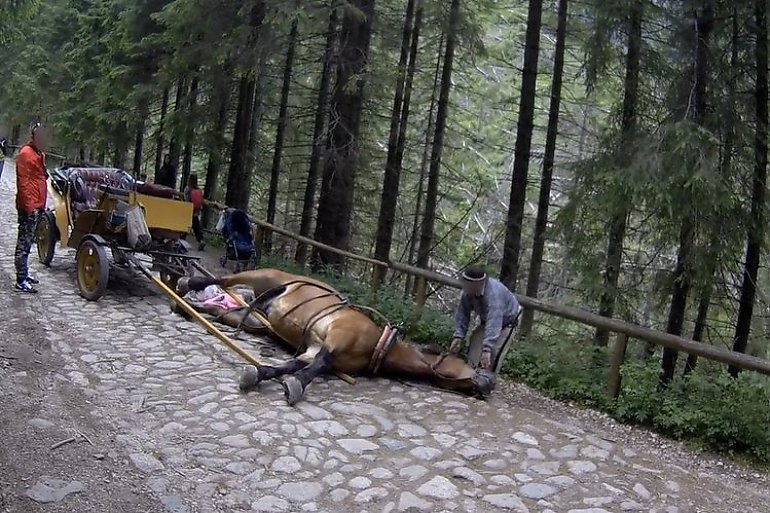 Kolejny koń padł na szlaku w Tatrach. Wstrząsające fakty