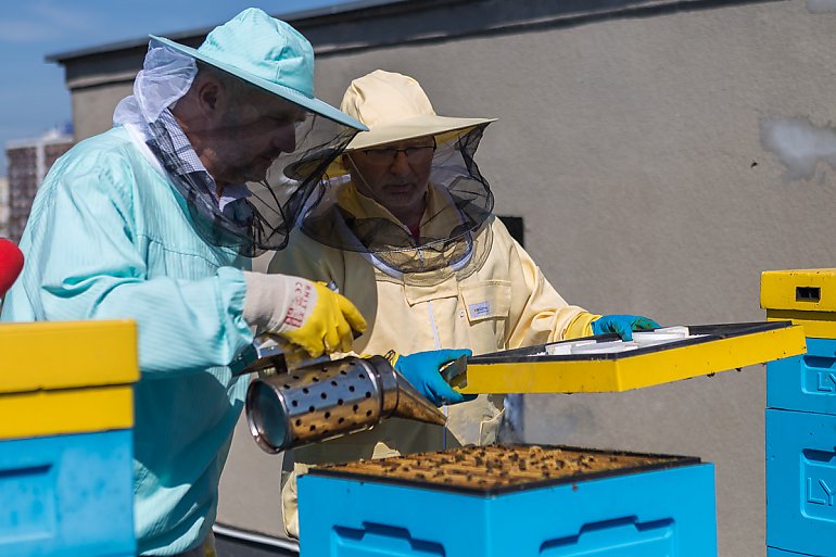 Marszałek w roli pszczelarza. Miodobranie w pasiece na dachu urzędu 