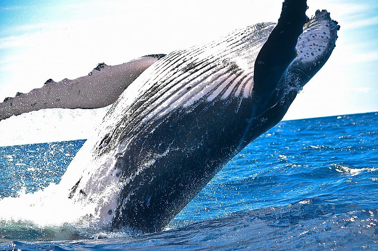 Bliskie spotkanie z wielorybem. Uważaj nad Bałtykiem