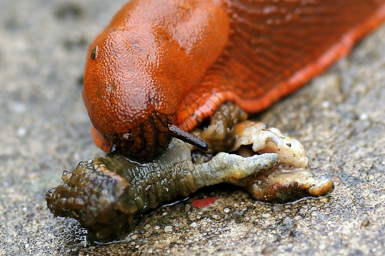 Niebezpieczny ślimak atakuje Polskę! Bestia pożera nawet pisklęta!