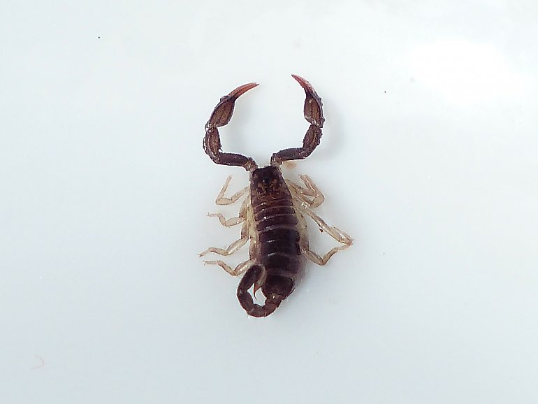 Żywy skorpion ukryty w sklepie w Toruniu! Pracownica w szoku