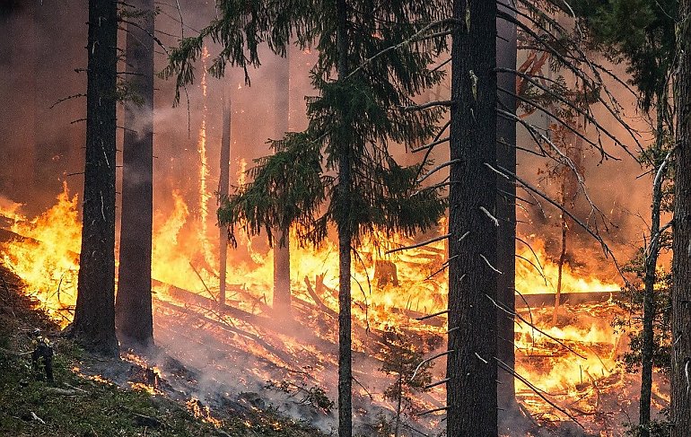 Kilka tysięcy mniej pożarów w polskich lasach. Czy to możliwe? 