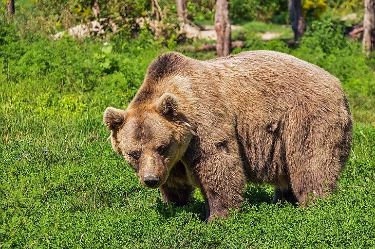 Horror w zoo. Matka wrzuciła 3-letnią córkę do wybiegu z niedźwiedziem