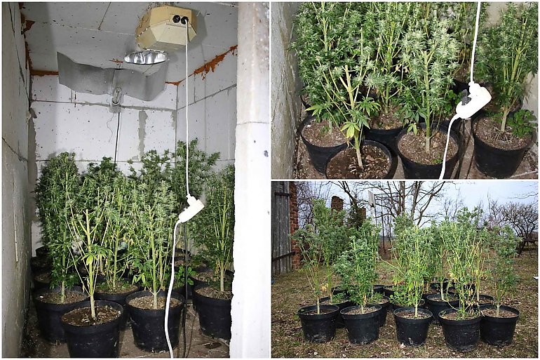 Plantacja marihuany ukryta w piwnicy. Zabezpieczono 18 krzewów 