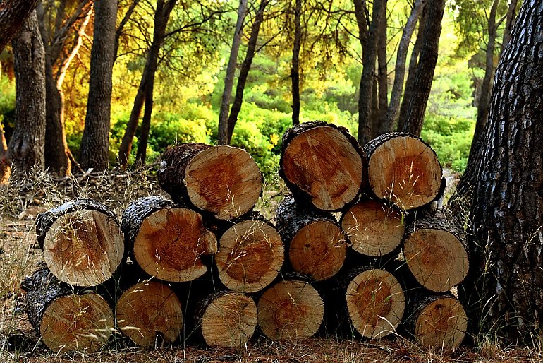 Odpowie za kradzież drewna z lasu
