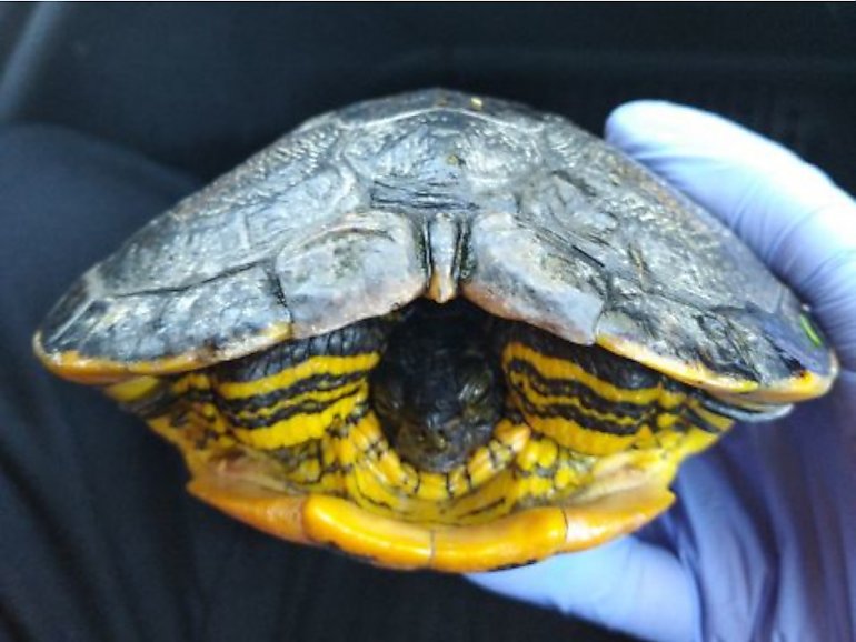 Żółw z haczykiem wędkarskim w pysku uratowany przez Straż Miejską