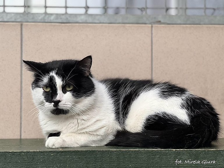 Koty poszukują domu. W bydgoskim schronisku są zwierzęta do adopcji [ZDJĘCIA]