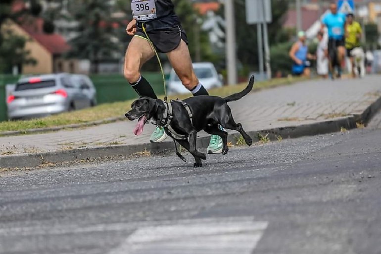 Policjant biega z psem i wygrywa zawody. Dobro wraca