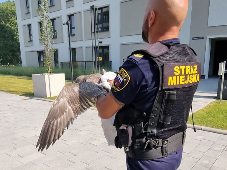 Strażnicy uwolnili młodego ptaka i odleciał