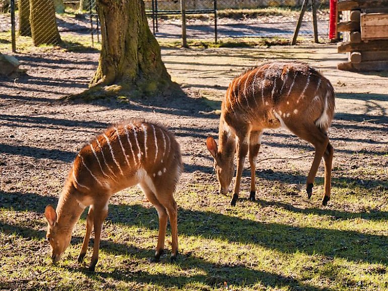 Zwierzaki w bydgoskim zoo czekają na żołędzie. Ruszyła zbiórka