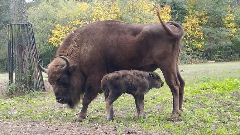 Żubrza samiczka przyszła na świat w bydgoskim zoo. Trwają wybory imienia