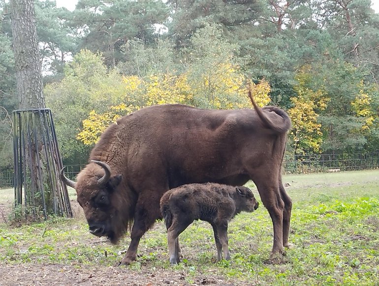 Trwają wybory imienia dla żubrzej samiczki w bydgoskim zoo