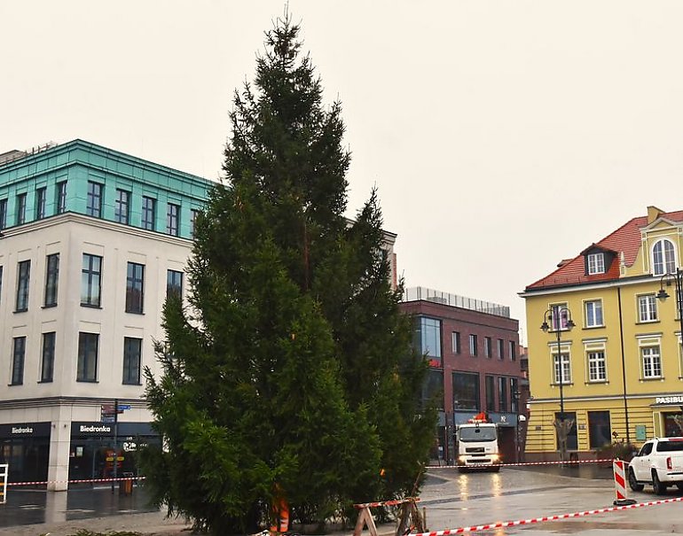 Do Bydgoszczy przyjechała bożonarodzeniowa choinka. Stanęła na Starym Rynku