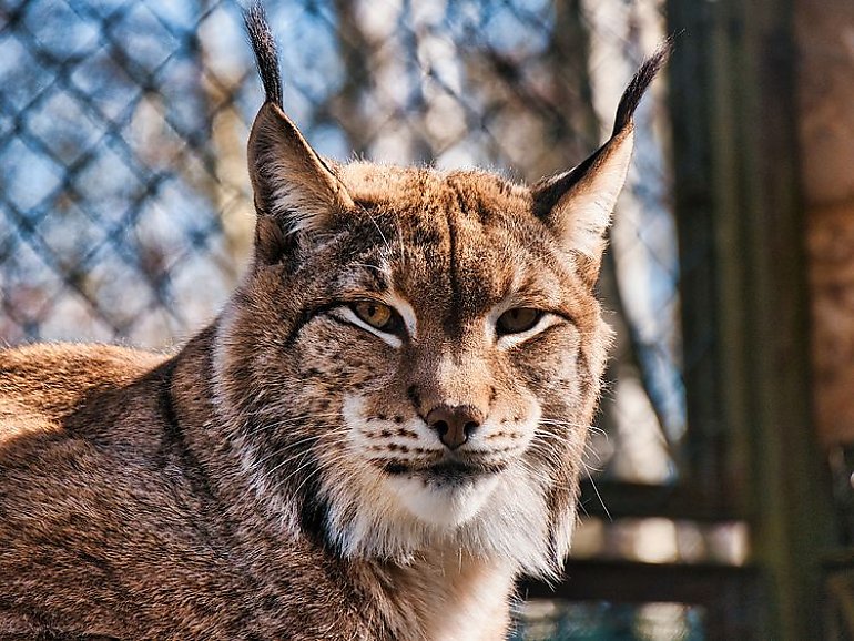 Wyjątkowe warsztaty w  bydgoskim zoo. Myślęcinek zaprasza