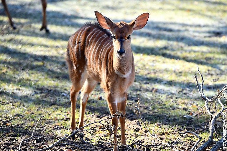 Za darmo do zoo. Prezent od Myślęcinka, a upominków będzie jeszcze więcej