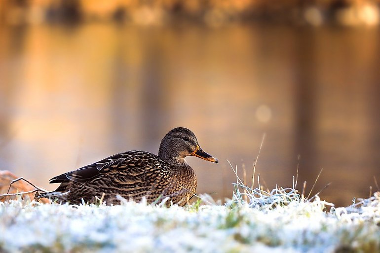 Napływa dość ciepłe atlantyckie powietrze [POGODA]