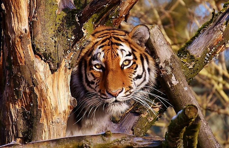Tygrysica Ania w bydgoskim zoo