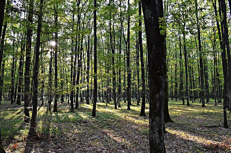Przewaga chmur, bez większych opadów [POGODA]