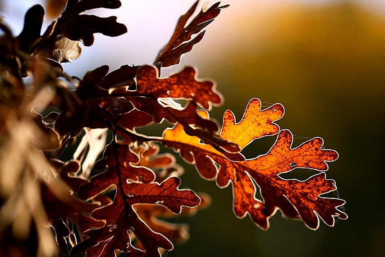 Pochmurno i wietrznie [POGODA]