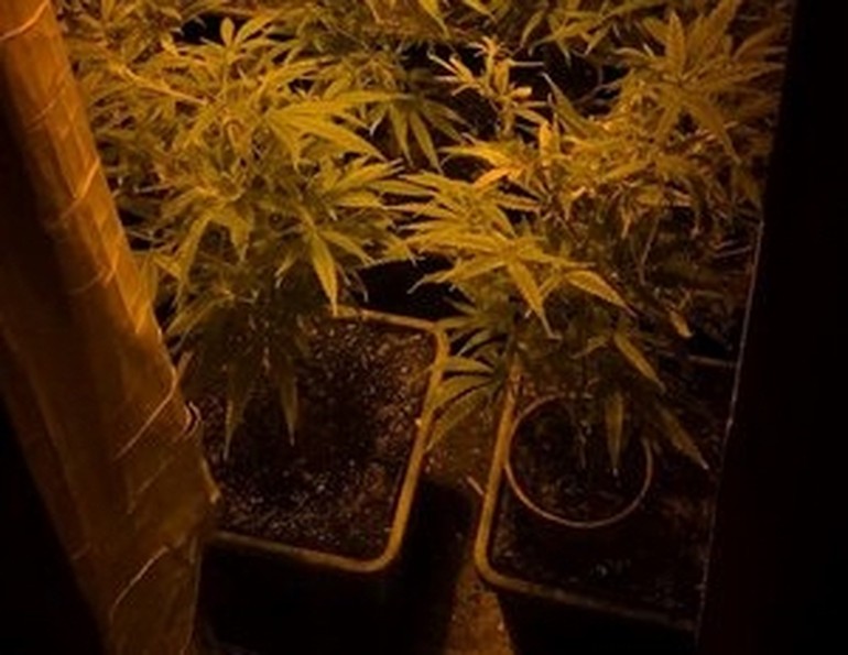 Zatrzymany 42-latek z Łęgnowa: hodował konopie, miał marihuanę!