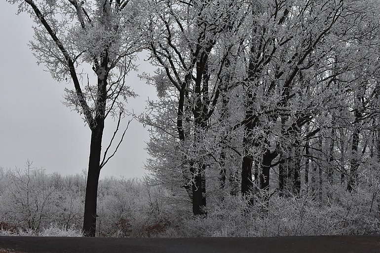 Mroźne, pochmurne dni bez opadów w Bydgoszczy [POGODA]