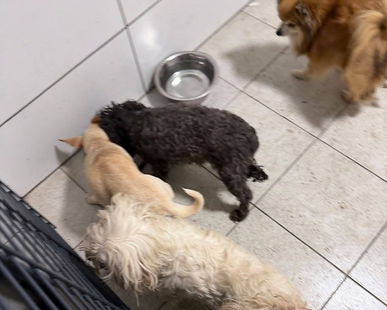 Udało się złapać wszystkie psy, wyrzucone przy drodze w Borównie! Policja wciąż poszukuje właściciela