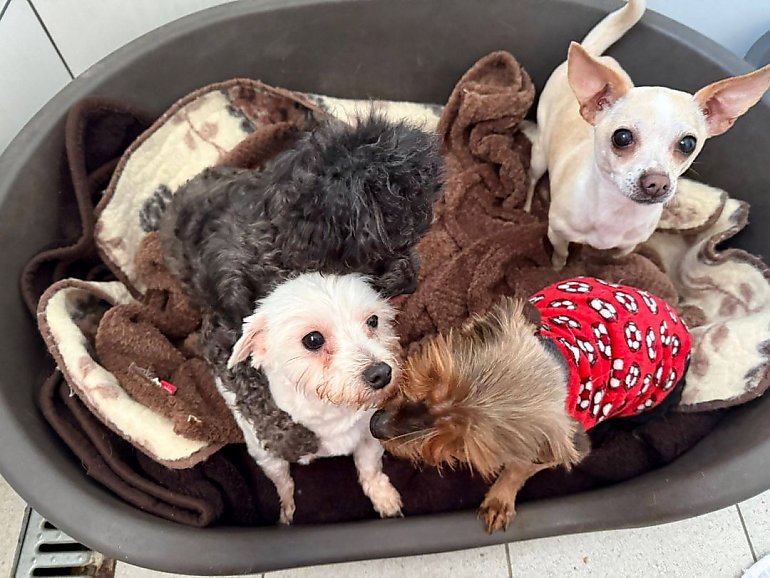 Legowiska, podkłady i karma. Jest apel o pomoc  dla psów, wyrzuconych przy drodze w Borównie. 