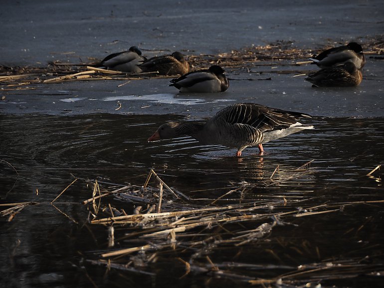 Pochmurno z przelotnym deszczem [POGODA]