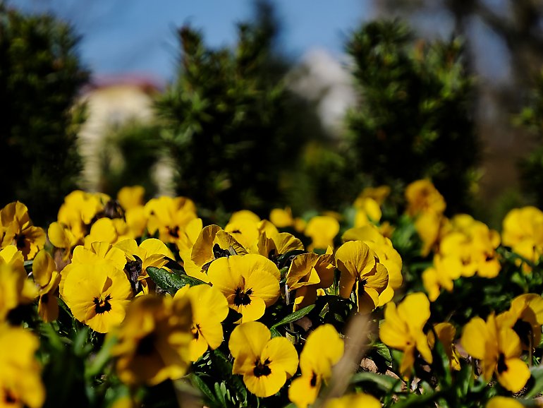 Ciepło i sucho w Bydgoszczy przez 48 godzin [POGODA]