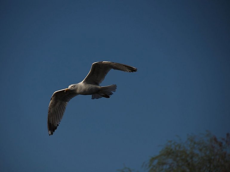 Wiatr i zmienne zachmurzenie, bez opadów [POGODA]