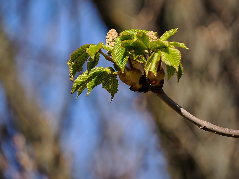 Chłodniejsze noce, słoneczne dni [POGODA]