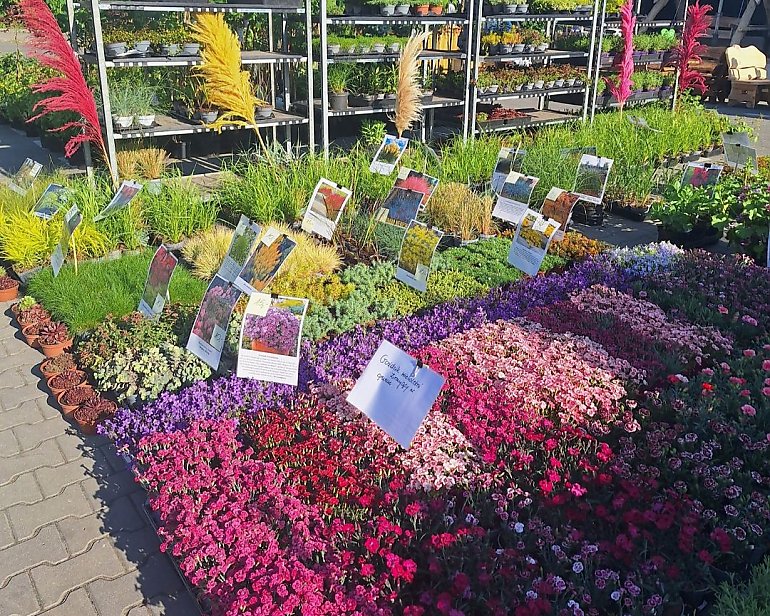 Zielona Majówka w Bydgoszczy! Odbędzie się Wiosenny Kiermasz Ogrodniczy