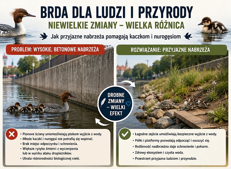 Kaczki piszą do prezydenta Bydgoszczy i apelują o łagodniejsze brzegi Brdy. Nietypowy list trafił do Ratusza