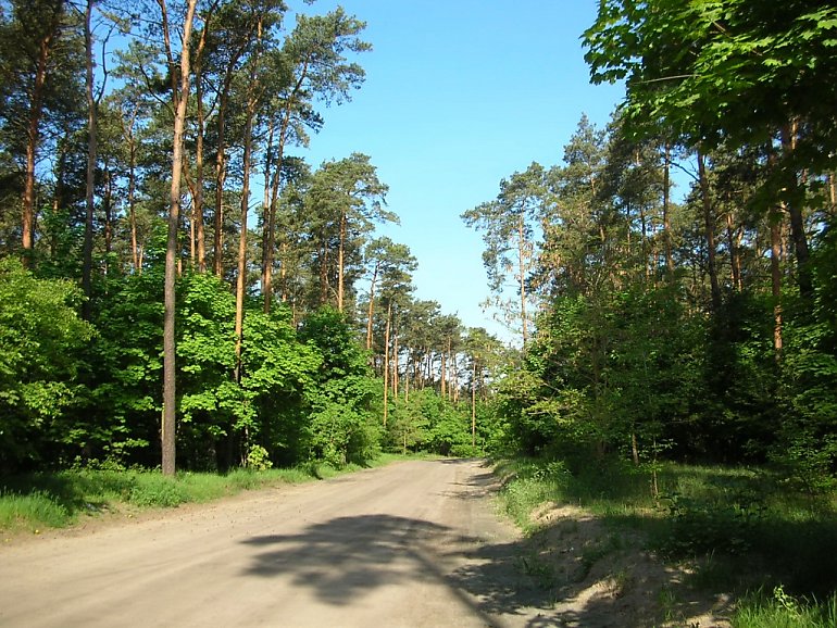 Las przy Wiśniowej znów pod lupą. Mieszkańcy Miedzynia obawiają się zabudowy