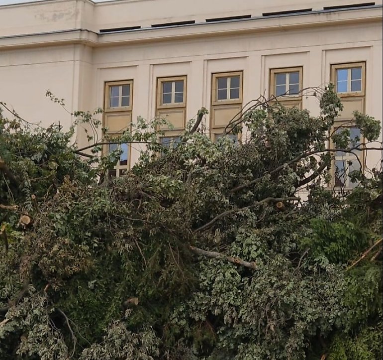 Filharmonia Pomorska bez drzew w pobliżu? Ekolodzy alarmują o wycince