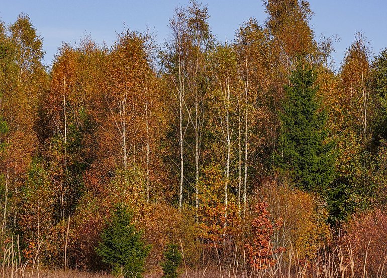 Chłodny weekend pod wpływem wyżu [POGODA]