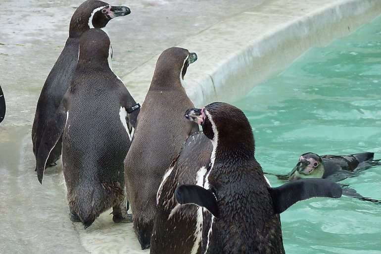 Pingwiny podzieliły radnych. Budowa biegunarium przesądzona